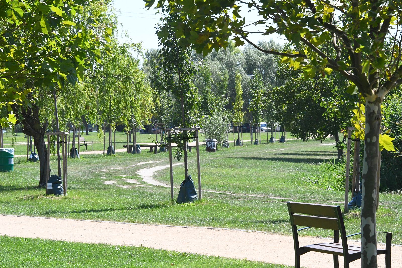 LOMBkoronás Székesfehérvár faültetési pályázat - szeptember 3-ig lehet jelentkezni